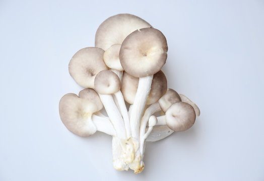oyster mushroom on white background
