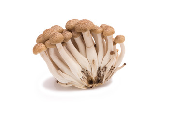shimeji mushrooms brown varieties isolated on white background