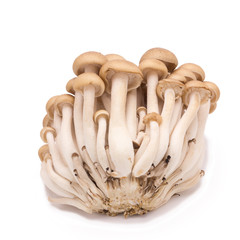 shimeji mushrooms brown varieties isolated on white background
