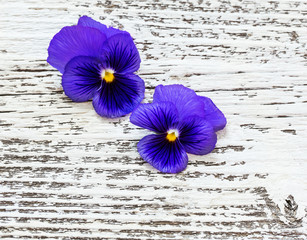 violet flowers on old wooden background
