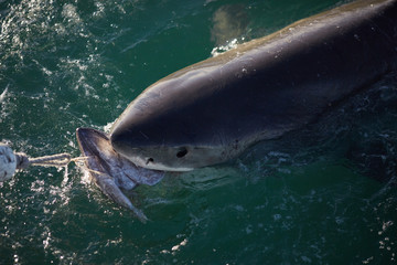 Fototapeta premium shark in the sea