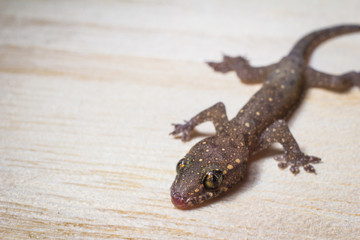 gecko