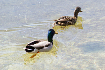 Duck swimming in lake
