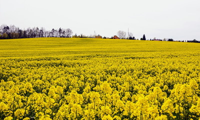 Rapsfeld und blauer Himmel (Brassica napus)