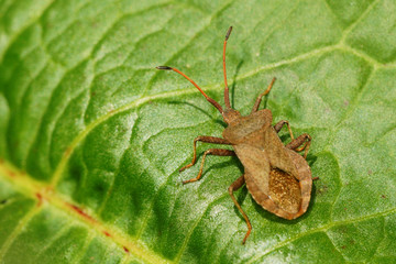 Dock Bug, Dock Leaf Bug, Brown Squash Bug, Coreus Marginatus