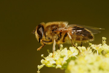 Hover Fly, Flower Flies, Syrphid Flies, Hoverflies, Diptera, Syrphidae