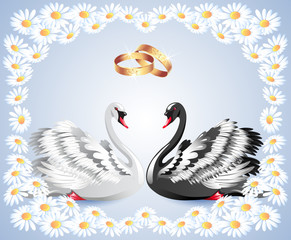 Elegant white and black swans with wedding rings