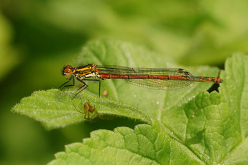 Large Red Damselfly