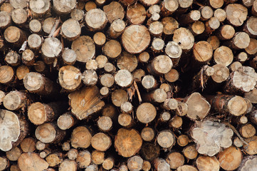 Fototapeta premium pine logs stacked in a pile