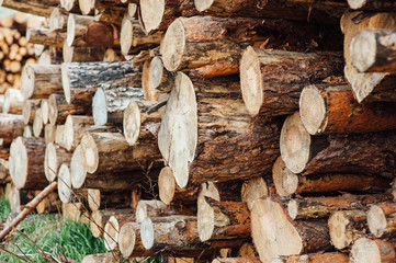 pine logs stacked in a pile
