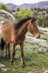 Obraz premium Foal is standing on a field near the fortress, Dubrovnik