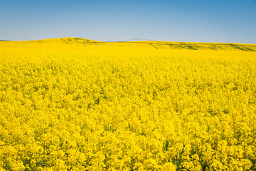 Obraz premium Yellow meadow under blue sky with clouds