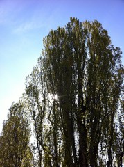 GERMANY, Hamburg Laubbaum Pappel