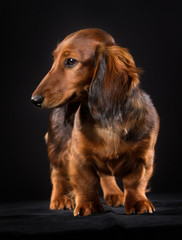 Longhaired dachshund