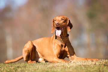 Vizsla dog outdoors in nature