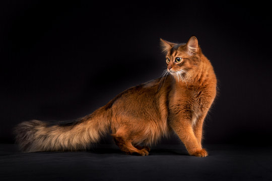 Purebred Somali cat
