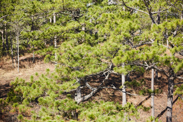 Fototapeta premium coniferous forest in Vietnam