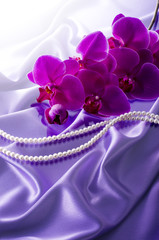 ピンクの胡蝶蘭