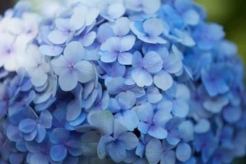 Foto op Aluminium blue blossoms in Vietnam © photoniko