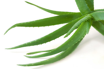 Fresh Aloe Vera plant isolated on white background