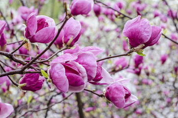 Magnolia flowers purple