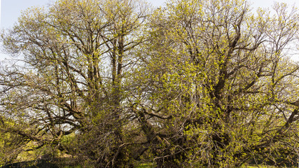 millennial chestnut tree
