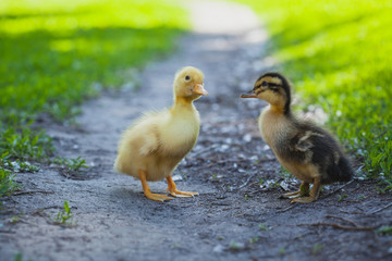 ducklings outdoor in the green grass