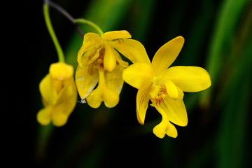 Fototapeta premium Orchid
