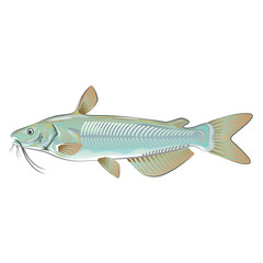 Channel catfish game fish farm fish seafood market