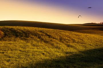 Birds flying over meadow. Spring landscape. Masuria, Poland.