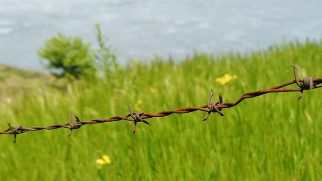 Old rusty barbed wire on a background of green grass. Prohibited symbol of freedom