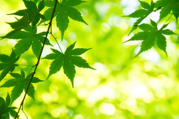 Fresh green of sunshine filtering through foliage