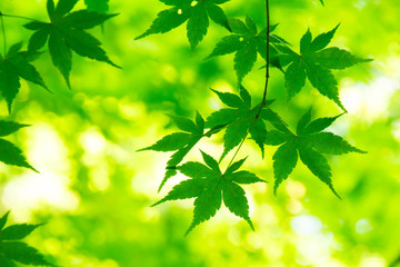 Fresh green of sunshine filtering through foliage