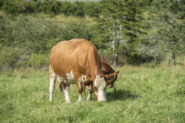 Fototapeta premium Limousin beef cattle