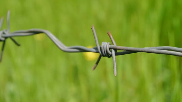 Old rusty barbed wire on a background of green grass. Prohibited symbol of freedom