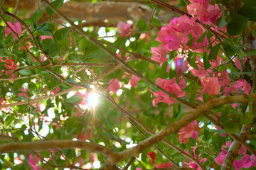 purple pink flowers on a tree in Thailand