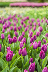 Obraz premium Soft Floral Background with Tulip