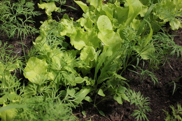 Salad and fennel in the garden 19635