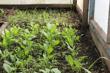 In a greenhouse radish 19642
