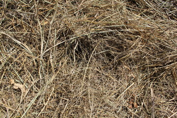 Dries hay background and texture 19664