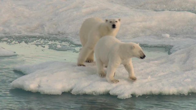 Mother white polar bear and her cub on cold ice floe in the Arctic near Greenland Iceland and go swimming in search of food on the Sunset. Video shooting from the spacecraft.