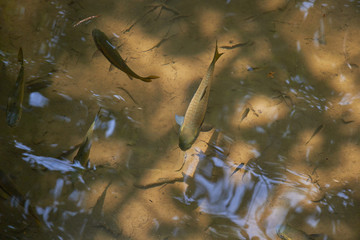 Obraz premium fish in the clear water Thailand