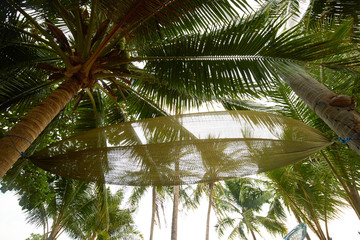 Obraz premium hammock under the palm trees in Thailand
