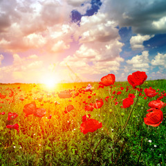 Fototapeta na wymiar Bright sunrise in poppy field