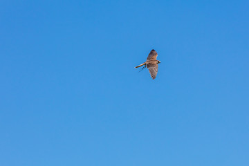 Greifvogel im Flug