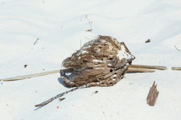 A dry coconut fell off its origin nearby. The coconut is decomposing on the beach, which consists of fine white sand.