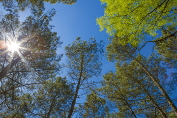 Sous bois à Fontainebleau