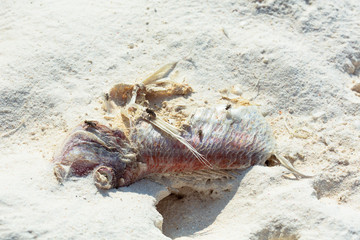 A red snapper was washed ashore an island. Its soft parts shall feed the beach's lives such as crabs and flies. Other hard parts is decomposing slowly.