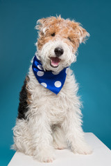 uncut dog breed Fox Terrier on a blue background