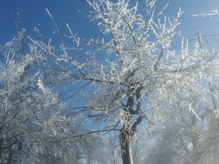 Chiesa ghiaccio alberi